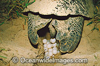 Nesting female Green Sea Turtle eggs Photo - Gary Bell