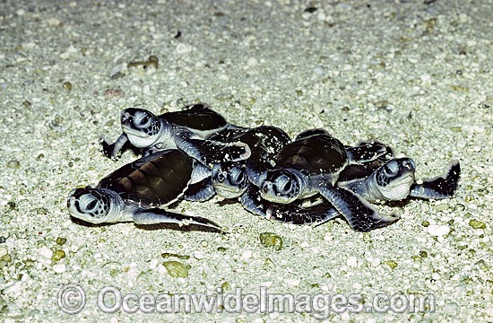 Green Sea Turtle hatchlings photo