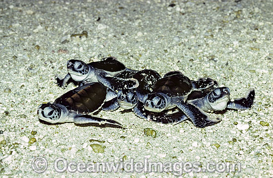 Green Sea Turtle hatchlings photo Green Sea Turtle hatchlings photo