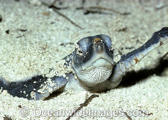 Green Sea Turtle (Chelonia mydas) hatchling emerging from sand nest. Heron Island, Great Barrier Reef, Queensland, Australia. Found in tropical and warm temperate seas worldwide. Listed on the IUCN Red list as Endangered species. Photo - Gary Bell