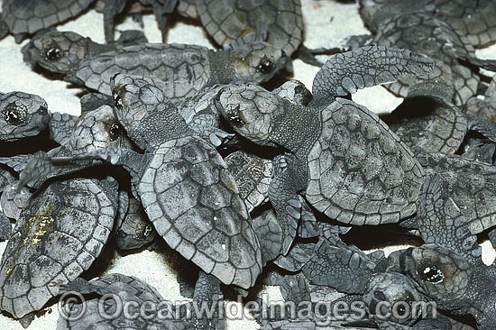 Loggerhead Turtle hatchlings emerging photo