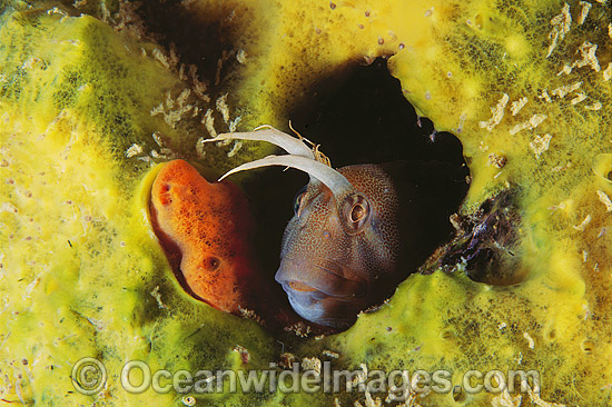 Tasmanian Blenny photo Tasmanian Blenny photo