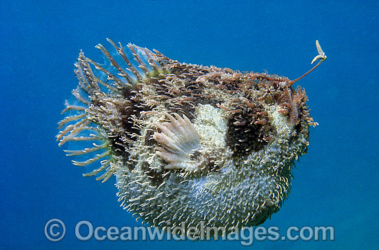 Tasselled Anglerfish (Rhycherus filamentosus) with fishing rod extended and Worm-like lure displayed. Port Phillip Bay, Victoria, Australia Photo - Gary Bell Tasselled Anglerfish (Rhycherus filamentosus) with fishing rod extended and Worm-like lure displayed. Port Phillip Bay, Victoria, Australia Photo - Gary Bell