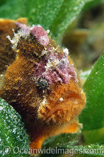 Prickly Anglerfish Echinophryne crassispina photo Prickly Anglerfish Echinophryne crassispina photo