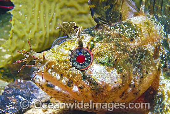 Johnston's Weedfish Heteroclinus johnstoni photo