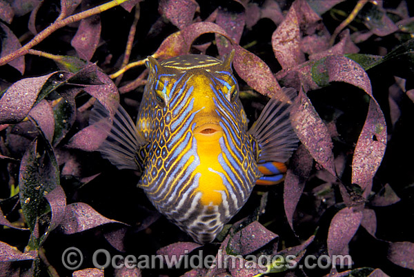 Ornate Cowfish Aracana ornata photo Ornate Cowfish Aracana ornata photo