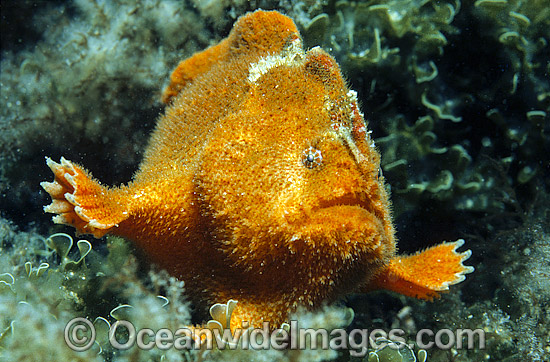 Prickly Anglerfish photo Prickly Anglerfish photo