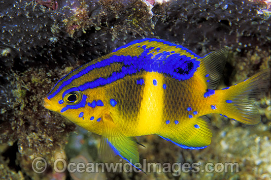 Girdled Scalyfin Parma unifasciata photo