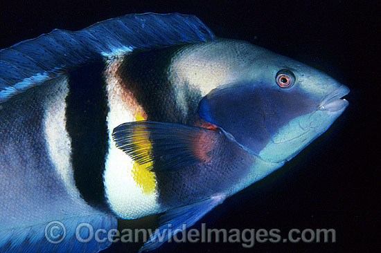 King Wrasse Coris sandageri photo