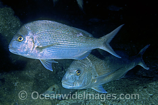 Snapper Pagrus auratus photo