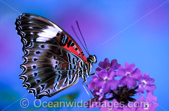 Red Lacewing Butterfly Cethosia biblis photo