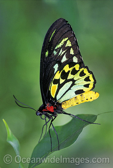 Butterfly Identification Chart Australia