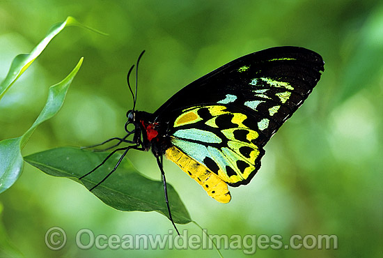 Birdwing Butterfly photo