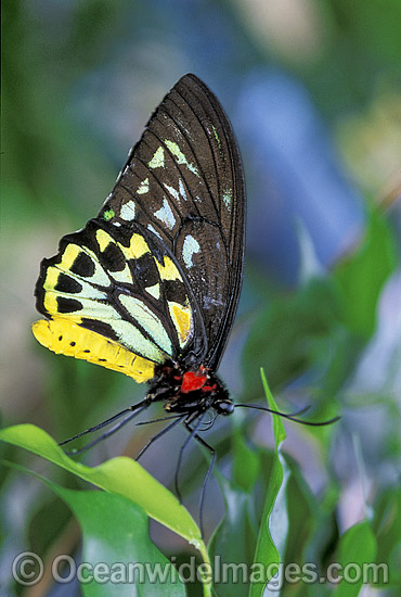 Butterfly Identification Chart Australia