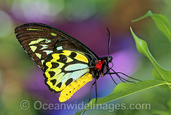 Birdwing Butterfly photo