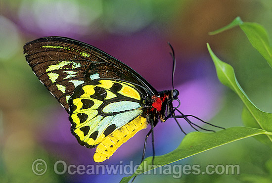 Butterfly Identification Chart Australia