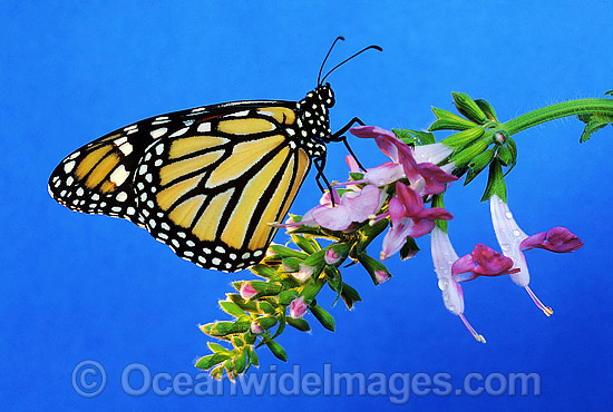 Wanderer Butterfly Danaus plexippus photo