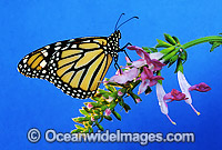 Wanderer Butterfly Danaus plexippus Photo - Gary Bell