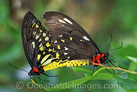 Cairns Birdwing Butterflies mating photo