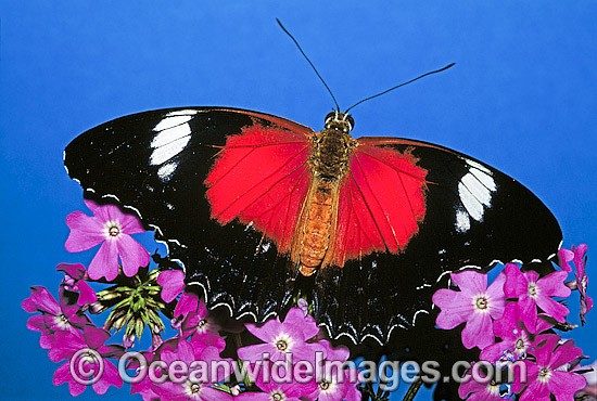Red Lacewing Butterfly (Cethosia biblis). New South Wales, Australia Photo - Gary Bell