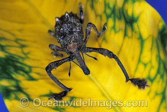 Curculion Weevil Leptopius quadridens photo