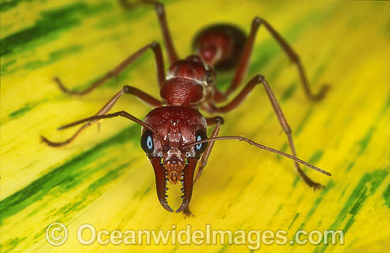 Bull Ant Myrmecia nigrocincta photo