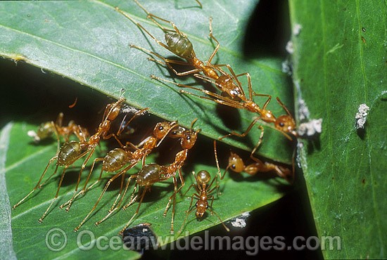 Green Tree Ants (Oecophylla smaragdina) constructing a nest made of leaves. Townsville, Queensland, Australia Photo - Gary Bell