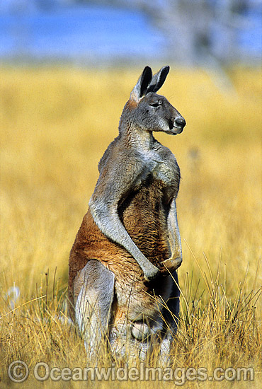 Red Kangaroo (Macropus rufus) - male. Photo taken at Kinchega National Park, Western New South Wales, Australia Photo - Gary Bell Red Kangaroo (Macropus rufus) - male. Photo taken at Kinchega National Park, Western New South Wales, Australia Photo - Gary Bell