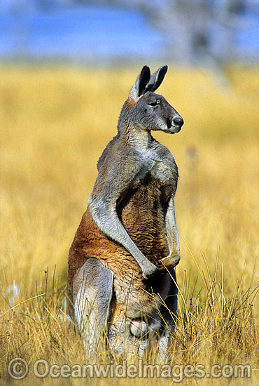 Red Kangaroo Macropus rufus photo