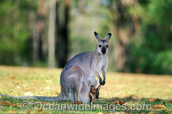 Mainland Red-necked Wallaby (Macropus banksianus) - mother with joey in pouch. Also known as Scrub Wallaby. Eastern Queensland, Australia Photo - Gary Bell Mainland Red-necked Wallaby (Macropus banksianus) - mother with joey in pouch. Also known as Scrub Wallaby. Eastern Queensland, Australia Photo - Gary Bell