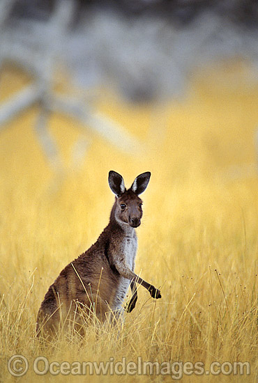 Western Grey Kangaroo Macropus fuliginosus photo