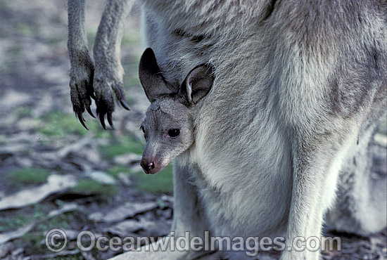 Eastern Grey Kangaroo (Macropus giganteus) - mother with joey in pouch. New South Wales, Australia Photo - Gary Bell