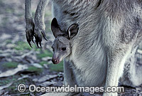 Eastern Grey Kangaroo joey in pouch Photo - Gary Bell