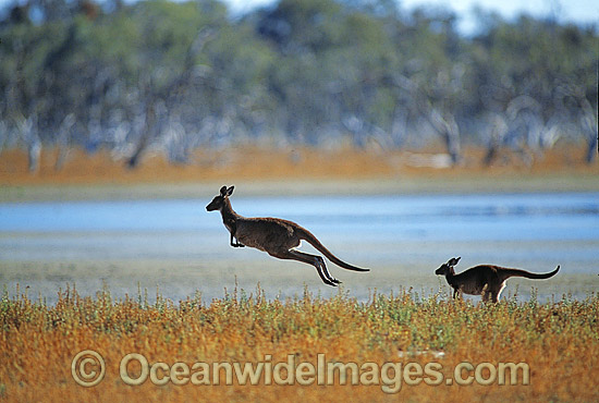 Western Grey Kangaroos hopping photo
