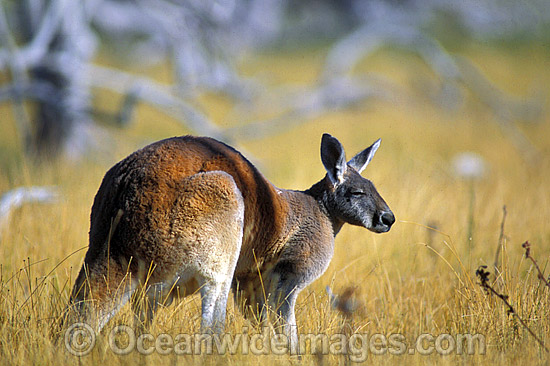 Red Kangaroo (Macropus rufus) - male. Photo taken at Kinchega National Park, Western New South Wales, Australia Photo - Gary Bell
