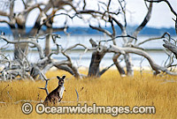 Western Grey Kangaroo Macropus fuliginosus Photo - Gary Bell