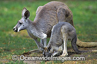 Red Kangaroo mother with joey Photo - Gary Bell