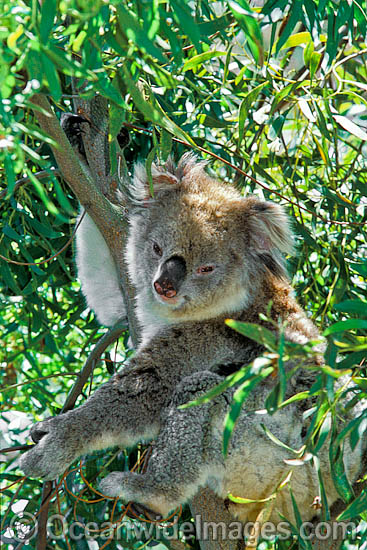 Koala (Phascolarctos cinereus). Australia Photo - Gary Bell Koala (Phascolarctos cinereus). Australia Photo - Gary Bell