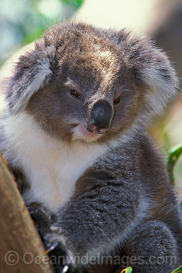 Koala Phascolarctos cinereus photo