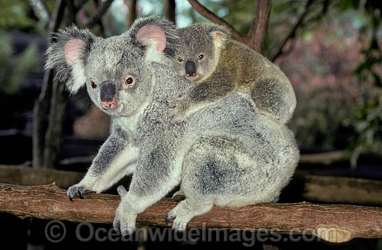 Koala (Phascolarctos cinereus) - mother with cub. Australia Photo - Gary Bell Koala (Phascolarctos cinereus) - mother with cub. Australia Photo - Gary Bell