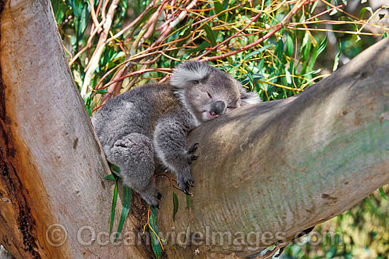 Koala (Phascolarctos cinereus) - sleeping on a eucalypt gum tree forked branch. Australia Photo - Gary Bell Koala (Phascolarctos cinereus) - sleeping on a eucalypt gum tree forked branch. Australia Photo - Gary Bell