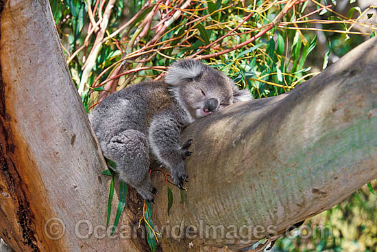 Koala sleeping photo