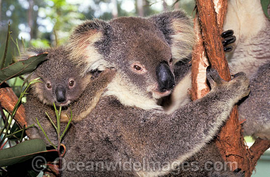 Koala (Phascolarctos cinereus) - mother with cub. Australia Photo - Gary Bell Koala (Phascolarctos cinereus) - mother with cub. Australia Photo - Gary Bell