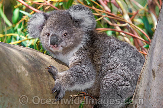 Koala (Phascolarctos cinereus). Australia Photo - Gary Bell Koala (Phascolarctos cinereus). Australia Photo - Gary Bell