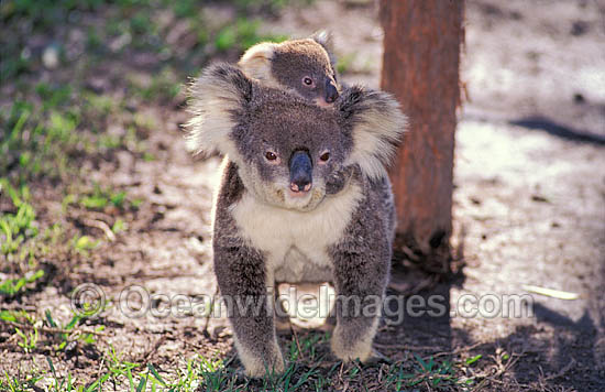 Koala (Phascolarctos cinereus) - mother with cub. Australia Photo - Gary Bell Koala (Phascolarctos cinereus) - mother with cub. Australia Photo - Gary Bell