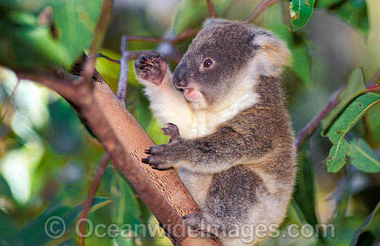Baby Koala in gum tree photo