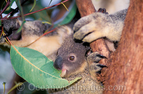 Baby Koala (Phascolarctos cinereus) eating gum tree leaf. Australia Photo - Gary Bell