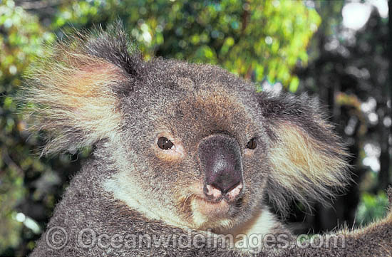Koala (Phascolarctos cinereus). Australia Photo - Gary Bell Koala (Phascolarctos cinereus). Australia Photo - Gary Bell