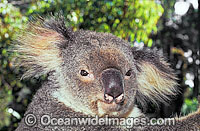Koala Phascolarctos cinereus Photo - Gary Bell