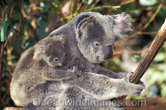 Koala (Phascolarctos cinereus) - mother with cub. Australia Photo - Gary Bell Koala (Phascolarctos cinereus) - mother with cub. Australia Photo - Gary Bell